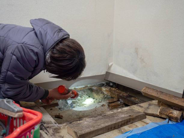 Best Attic Mold Removal  in Leisure Village East, NJ