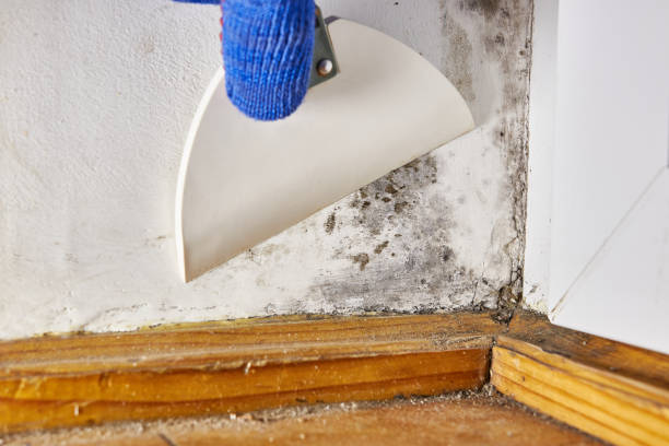 Best Commercial Mold Inspection  in Leisure Village East, NJ
