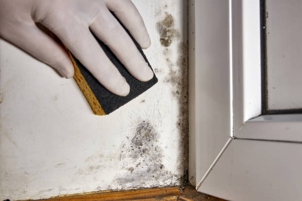 Reliable Leisure Village East, NJ Mold Removal Solutions